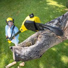 How Our Tree Care Process Works  in  Woodville, WI