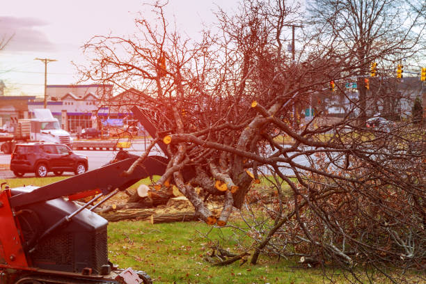 Best Seasonal Cleanup (Spring/Fall)  in Woodville, WI