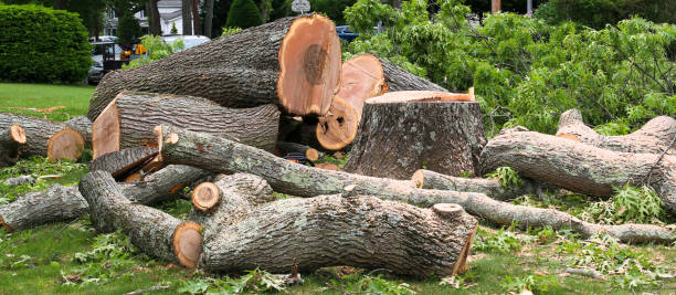 Trusted Woodville, WI Tree Care Experts