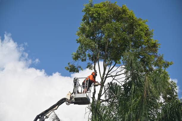 Best Tree and Shrub Care  in Woodville, WI