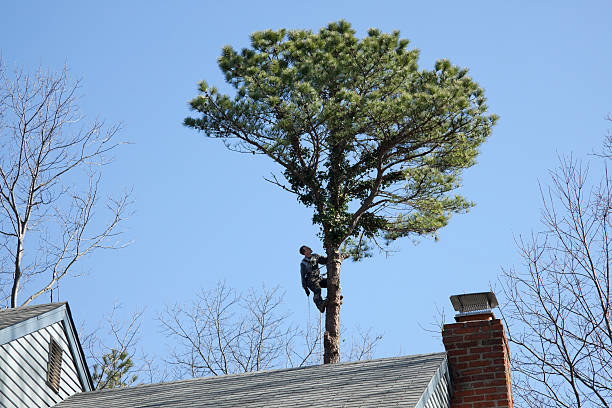 Best Storm Damage Tree Cleanup  in Woodville, WI