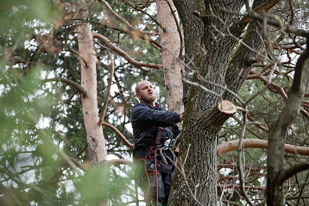 Best Tree Maintenance Programs  in Woodville, WI