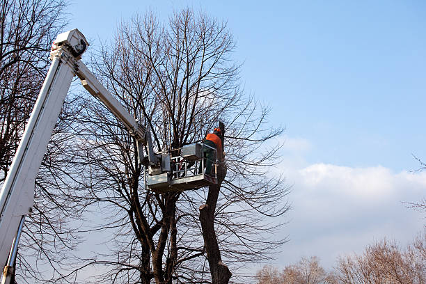 Best Commercial Tree Services  in Woodville, WI